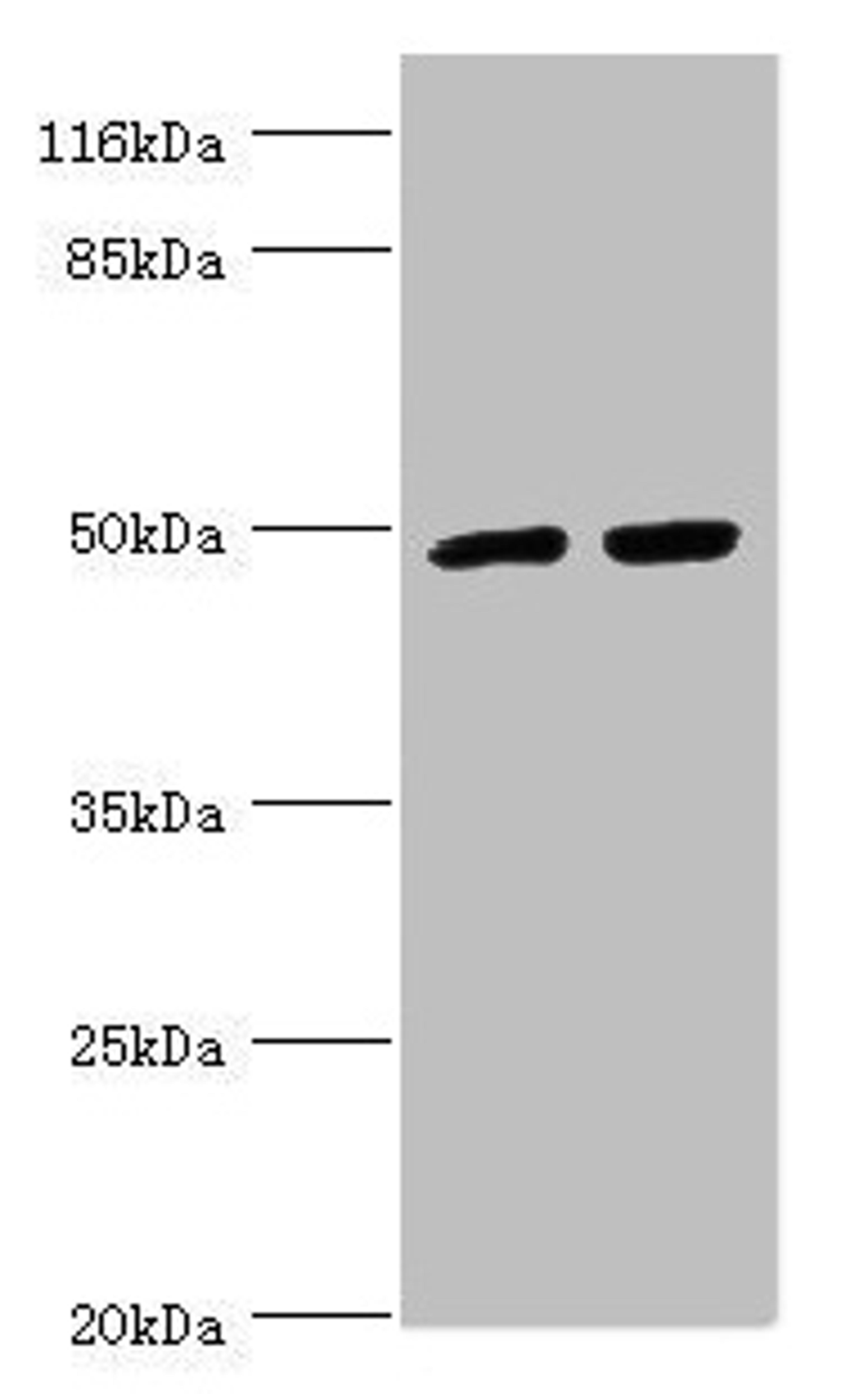 Western blot. All lanes: TRIM13 antibody at 1.44µg/ml. Lane 1: 293T whole cell lysate. Lane 2: Hela whole cell lysate. Secondary. Goat polyclonal to rabbit IgG at 1/10000 dilution. Predicted band size: 47, 20, 48 kDa. Observed band size: 47 kDa