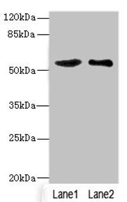 Western blot. All lanes: SLC30A1 antibody at 3.75ug/ml. Lane 1: A549 whole cell lysate. Lane 2: HepG2 whole cell lysate. Secondary. Goat polyclonal to rabbit IgG at 1/10000 dilution. Predicted band size: 55 kDa. Observed band size: 55 kDa. 