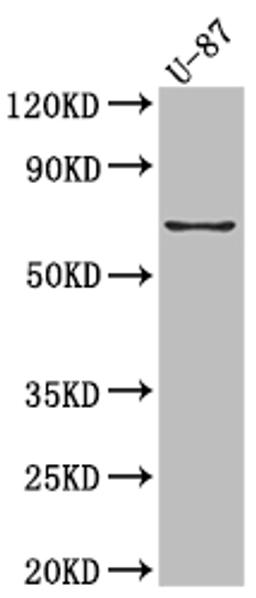 Western Blot. Positive WB detected in: U-87 whole cell lysate. All lanes: COX2 Antibody at 1:1000. Secondary. Goat polyclonal to rabbit IgG at 1/50000 dilution. Predicted band size: 69 kDa. Observed band size: 69 kDa. 
