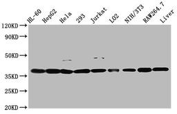 Western Blot. Positive WB detected in: HL60 whole cell lysate, HepG2 whole cell lysate, Hela whole cell lysate, 293 whole cell lysate, Jurkat whole cell lysate, LO2 whole cell lysate, NIH/3T3 whole cell lysate, RAW264.7 whole cell lysate, Mouse liver tissue. All lanes: MDH1 antibody at 2.6µg/ml. Secondary. Goat polyclonal to rabbit IgG at 1/50000 dilution. Predicted band size: 37, 28, 39 kDa. Observed band size: 37 kDa