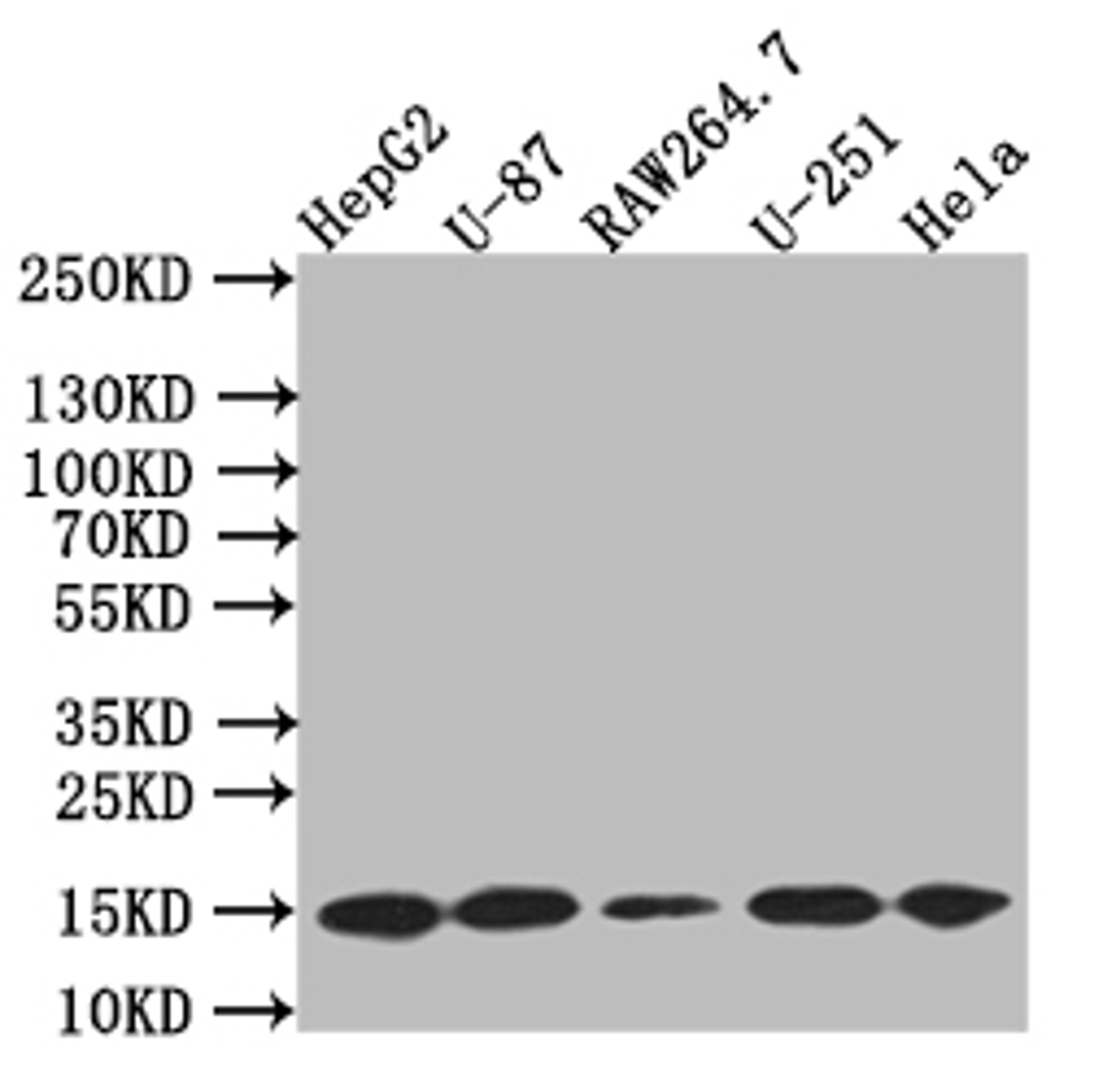 Western Blot. Positive WB detected in: HepG2 whole cell lysate,U87 whole cell lysate,RAW264.7 whole cell lysate,U251 whole cell lysate,Hela whole cell lysate. All lanes: LC3B antibody at 1:500. Secondary. Goat polyclonal to rabbit IgG at 1/50000 dilution. Predicted band size: 15 kDa. Observed band size: 15 kDa.