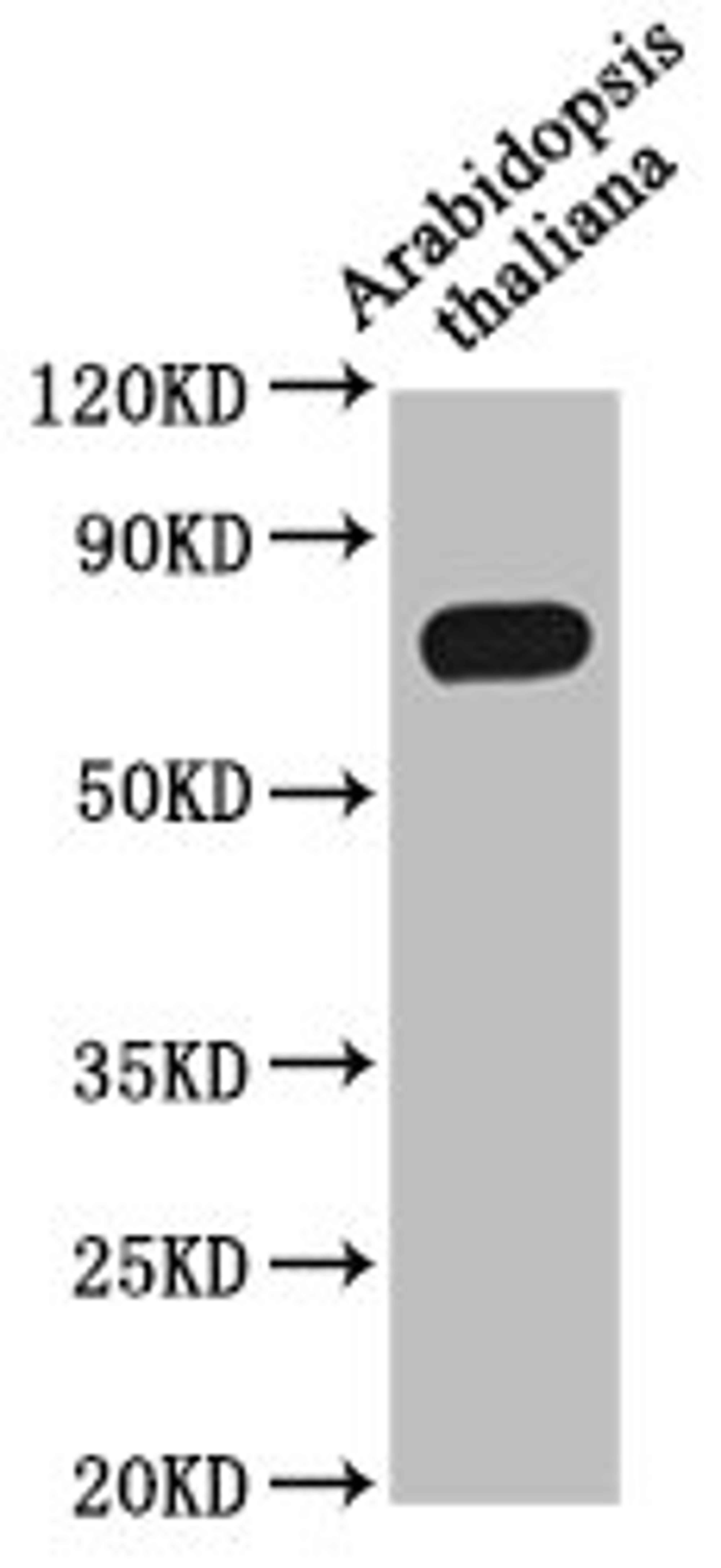Western Blot. Positive WB detected in: Arabidopsis thaliana leaf tissue. All lanes: MED37A antibody at 1:1000. Secondary. Goat polyclonal to rabbit IgG at 1/50000 dilution. Predicted band size: 74 kDa. Observed band size: 74 kDa. 