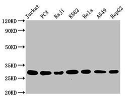Western Blot. Positive WB detected in: Jurkat whole cell lysate, PC3 whole cell lysate, Raji whole cell lysate, K562 whole cell lysate, Hela whole cell lysate, A549 whole cell lysate, HepG2 whole cell lysate. All lanes: GSTO1 antibody at 1.25μg/ml. Secondary. Goat polyclonal to rabbit IgG at 1/50000 dilution. Predicted band size: 28, 24, 25 KDa. Observed band size: 28 KDa.