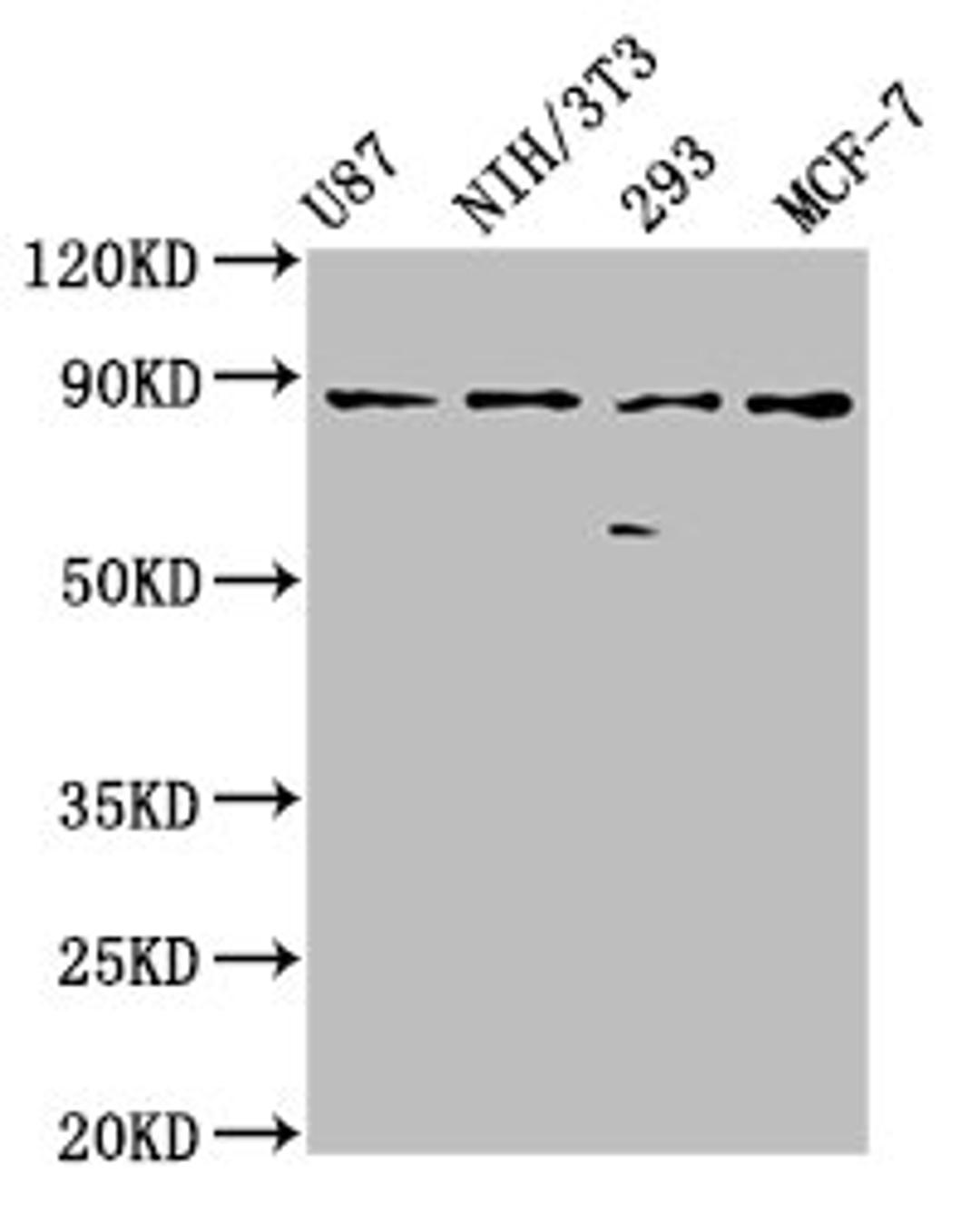 Western Blot. Positive WB detected in: U87 whole cell lysate, NIH/3T3 whole cell lysate, 293 whole cell lysate, MCF-7 whole cell lysate. All lanes: CDH9 antibody at 2.4µg/ml. Secondary. Goat polyclonal to rabbit IgG at 1/50000 dilution. Predicted band size: 89 kDa. Observed band size: 89 kDa