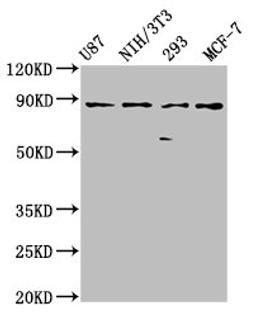 Western Blot. Positive WB detected in: U87 whole cell lysate, NIH/3T3 whole cell lysate, 293 whole cell lysate, MCF-7 whole cell lysate. All lanes: CDH9 antibody at 2.4µg/ml. Secondary. Goat polyclonal to rabbit IgG at 1/50000 dilution. Predicted band size: 89 kDa. Observed band size: 89 kDa