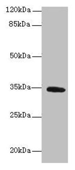 Western blot. All lanes: SETD9 antibody at 6µg/ml + K562 whole cell lysate. Secondary. Goat polyclonal to rabbit IgG at 1/10000 dilution. Predicted band size: 35, 31 kDa. Observed band size: 35 kDa