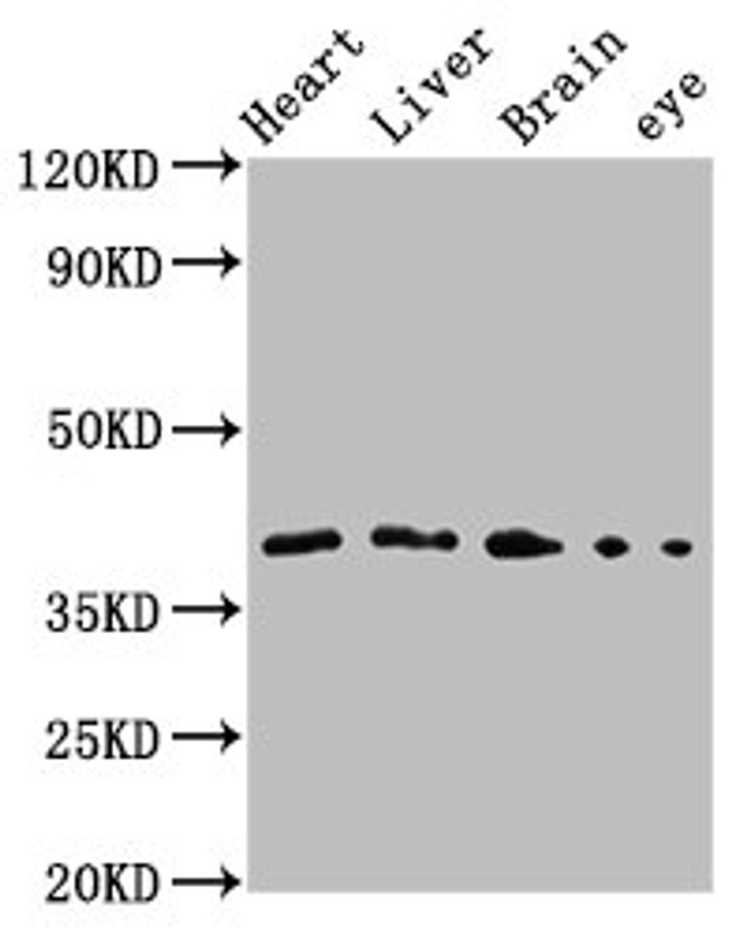 Western Blot. Positive WB detected in: Zebrafish heart tissue, Zebrafish liver tissue, Zebrafish brain tissue, Zebrafish eye tissue. All lanes: fas antibody at 3.1µg/ml. Secondary. Goat polyclonal to rabbit IgG at 1/50000 dilution. Predicted band size: 34 kDa. Observed band size: 42 kDa