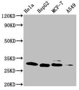 Western Blot. Positive WB detected in: Hela whole cell lysate, HepG2 whole cell lysate, MCF-7 whole cell lysate, A549 whole cell lysate. All lanes: GSTM3 antibody at 1:1000. Secondary. Goat polyclonal to mouse IgG at 1/50000 dilution. Predicted band size:  27 KDa. Observed band size: 27 KDa. Exposure time：10min