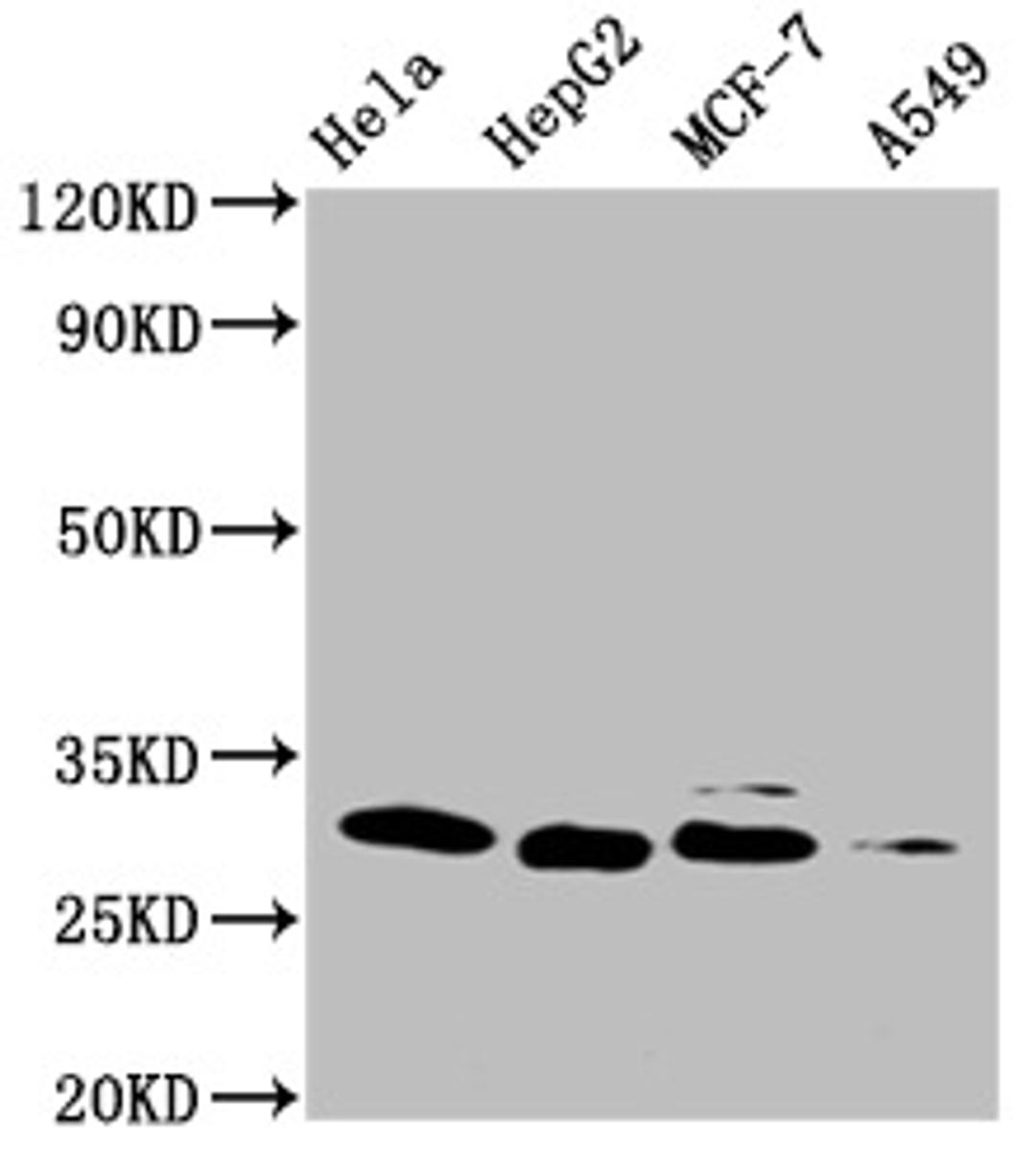 Western Blot. Positive WB detected in: Hela whole cell lysate, HepG2 whole cell lysate, MCF-7 whole cell lysate, A549 whole cell lysate. All lanes: GSTM3 antibody at 1:1000. Secondary. Goat polyclonal to mouse IgG at 1/50000 dilution. Predicted band size: 27 KDa. Observed band size: 27 KDa. Exposure time:10min