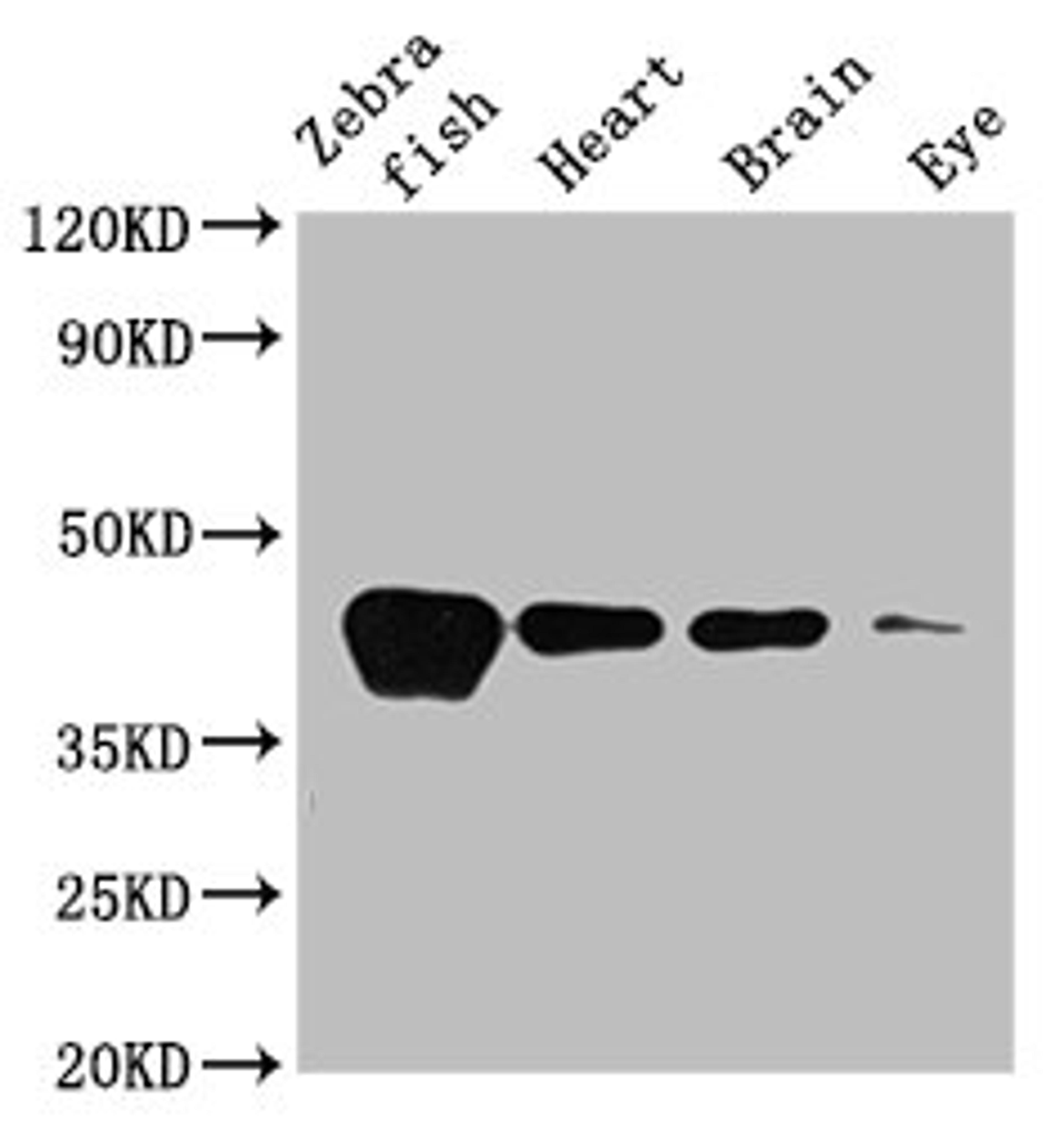 Western Blot. Positive WB detected in: Zebrafish tissue, Zebrafish heart tissue, Zebrafish brain tissue, Zebrafish eye tissue. All lanes: acta1b antibody at 3.5µg/ml. Secondary. Goat polyclonal to rabbit IgG at 1/50000 dilution. Predicted band size: 42 kDa. Observed band size: 42 kDa