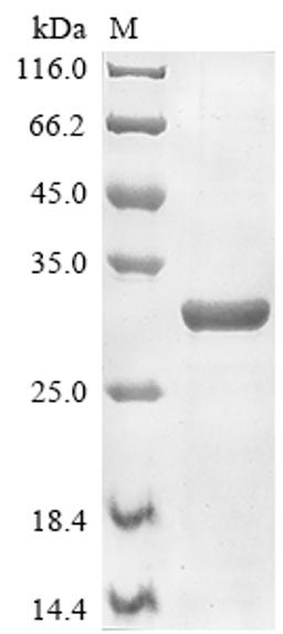 (Tris-Glycine gel) Discontinuous SDS-PAGE (reduced) with 5% enrichment gel and 15% separation gel.