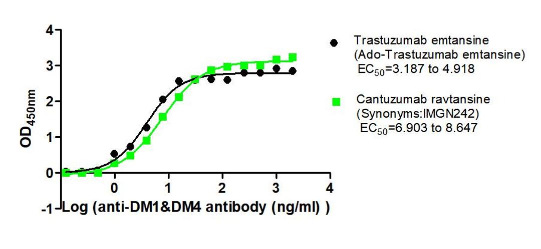 The Binding Activity of Trastuzumab emtansine (Ado-Trastuzumab emtansine) and Cantuzumab ravtansine (Synonyms:IMGN242) with Anti-DM1&DM4 antibody. Activity: Measured by its binding ability in a functional ELISA. Immobilized Trastuzumab emtansine (Ado-Trastuzumab emtansine) and Cantuzumab ravtansine (Synonyms:IMGN242) at 2 μg/mL can bind Anti-DM1&DM4 antibody, the EC<sub>50</sub> is 3.187 to 4.918 ng/mL and 6.903 to 8.647 ng/mL, respectively.