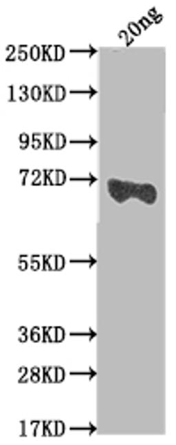 Western Blot. Positive WB detected in Recombinant protein. All lanes: mtr antibody at 1:2000. Secondary. Goat polyclonal to rabbit IgG at 1/50000 dilution. Predicted band size: 69.9 kDa. Observed band size: 67 kDa. 
