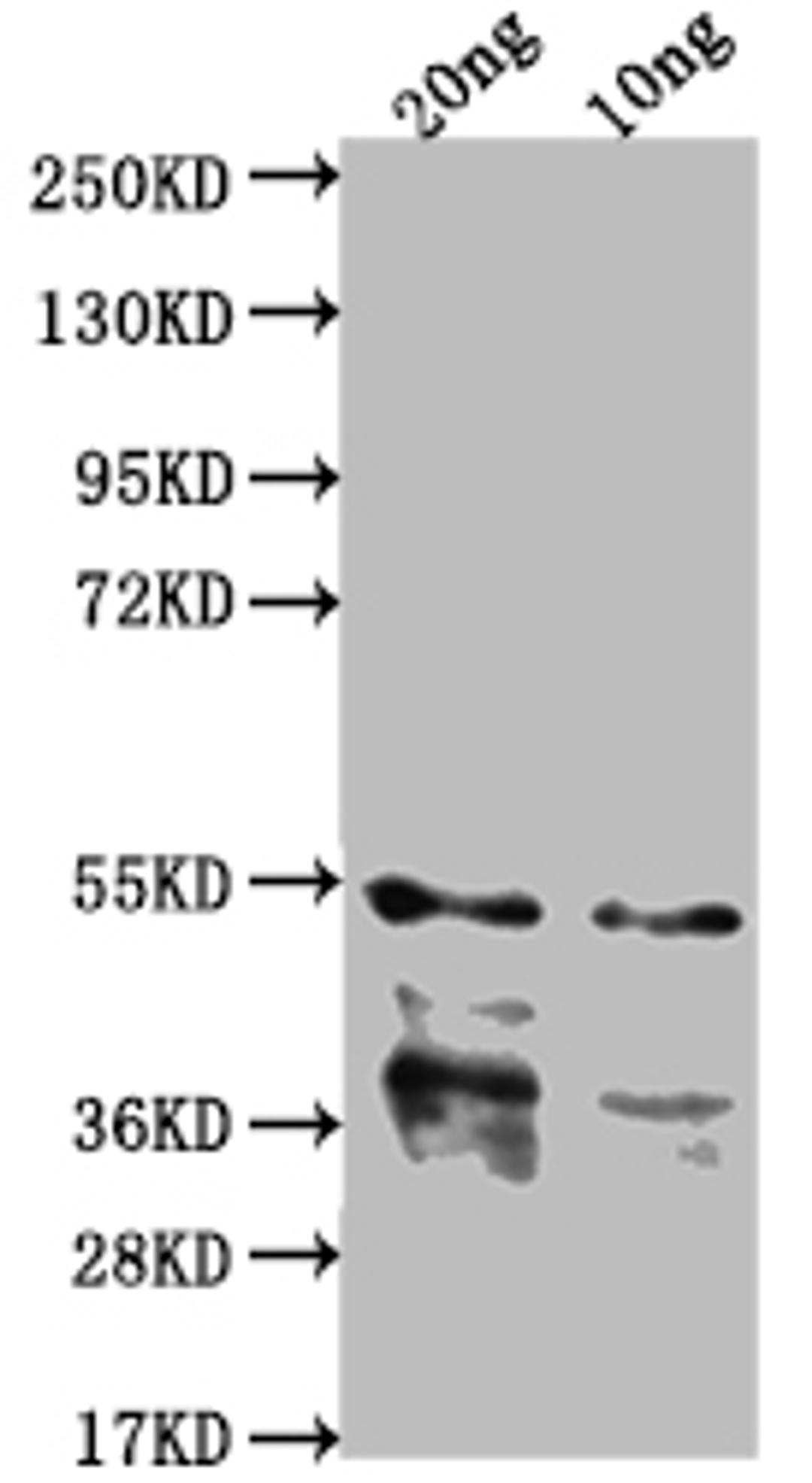 Western Blot. Positive WB detected in Recombinant protein. All lanes: IPAB antibody at 1:2000. Secondary. Goat polyclonal to rabbit IgG at 1/50000 dilution. Predicted band size: 40.2 kDa. Observed band size: 43 kDa. 