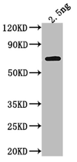 Western Blot. Positive WB detected in Recombinant protein. All lanes: RRP6 antibody at 1:2000. Secondary. Goat polyclonal to rabbit IgG at 1/50000 dilution. Predicted band size: 54.7 kDa. Observed band size: 58 kDa. 