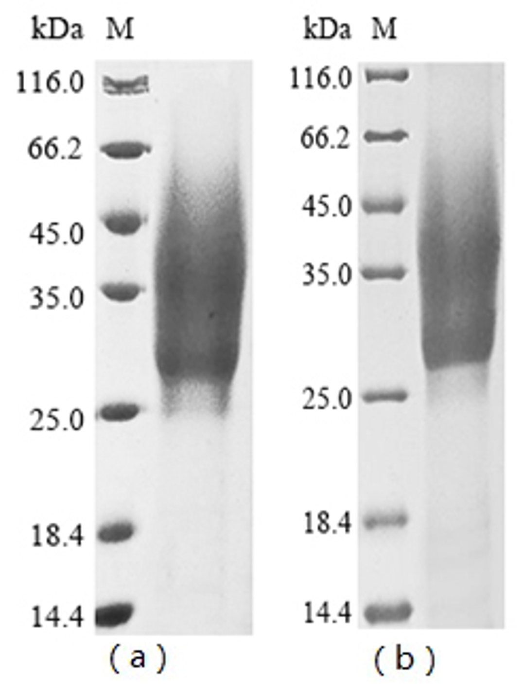 (Tris-Glycine gel) Discontinuous SDS-PAGE (reduced) with 5% enrichment gel and 15% separation gel.