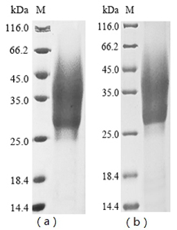 (Tris-Glycine gel) Discontinuous SDS-PAGE (reduced) with 5% enrichment gel and 15% separation gel.