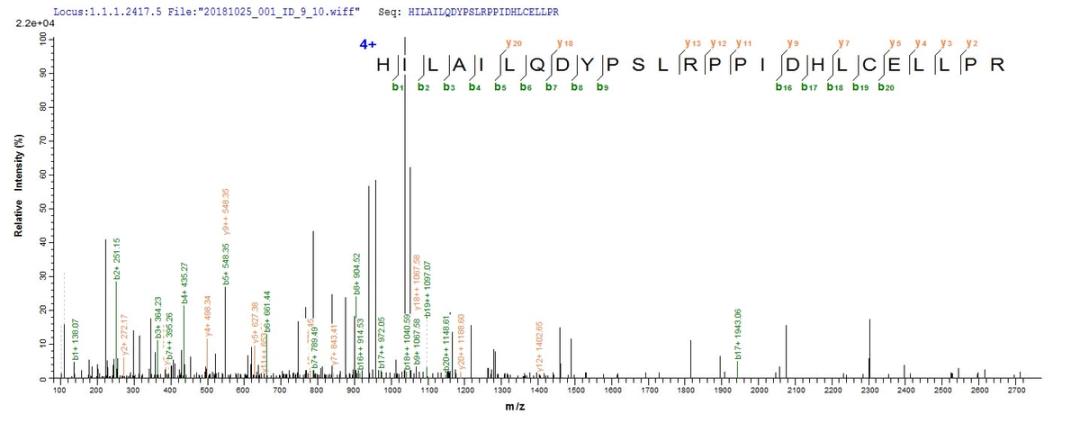 Based on the SEQUEST from database of E.coli host and target protein, the LC-MS/MS Analysis result of CSB-EP018378MO could indicate that this peptide derived from E.coli-expressed Mus musculus (Mouse) Por.
