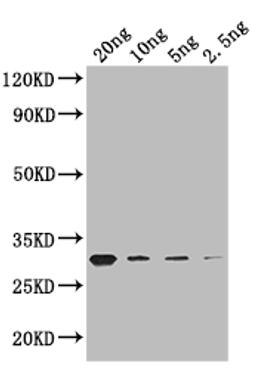 Western Blot. Positive WB detected in: recombinant protein. All lanes: GIF1 Antibody at 1:1000. Secondary. Goat polyclonal to rabbit IgG at 1/50000 dilution. Predicted band size: 27 kDa. Observed band size: 27 kDa. 