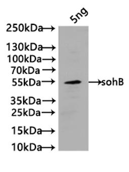 Western Blot. Positive WB detected in: recombinant protein. All lanes:sohB Antibody at 1:1000. Secondary. Goat polyclonal to rabbit IgG at 1/50000 dilution. Predicted band size: 52 kDa. Observed band size: 52 kDa. 