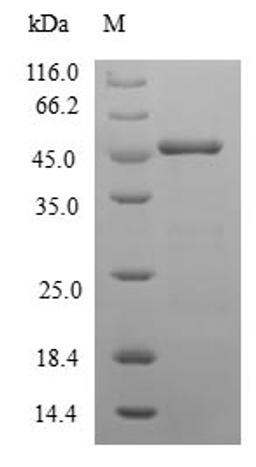 (Tris-Glycine gel) Discontinuous SDS-PAGE (reduced) with 5% enrichment gel and 15% separation gel.