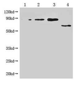 Western Blot. Positive WB detected in: 1-3 lanes: Recombinant Enterobacteria phage M13 Attachment protein at 5ng, 10ng, 20ng; 4 lane: Enterobacteria phage M13 Attachment. All lanes: Enterobacteria phage M13 III antibody at 1:1000. Secondary. Goat polyclonal to mouse IgG at 1/50000 dilution. Predicted band size: 65, 55-70 KDa. Observed band size: 65, 55-70 KDa. Exposure time：3min