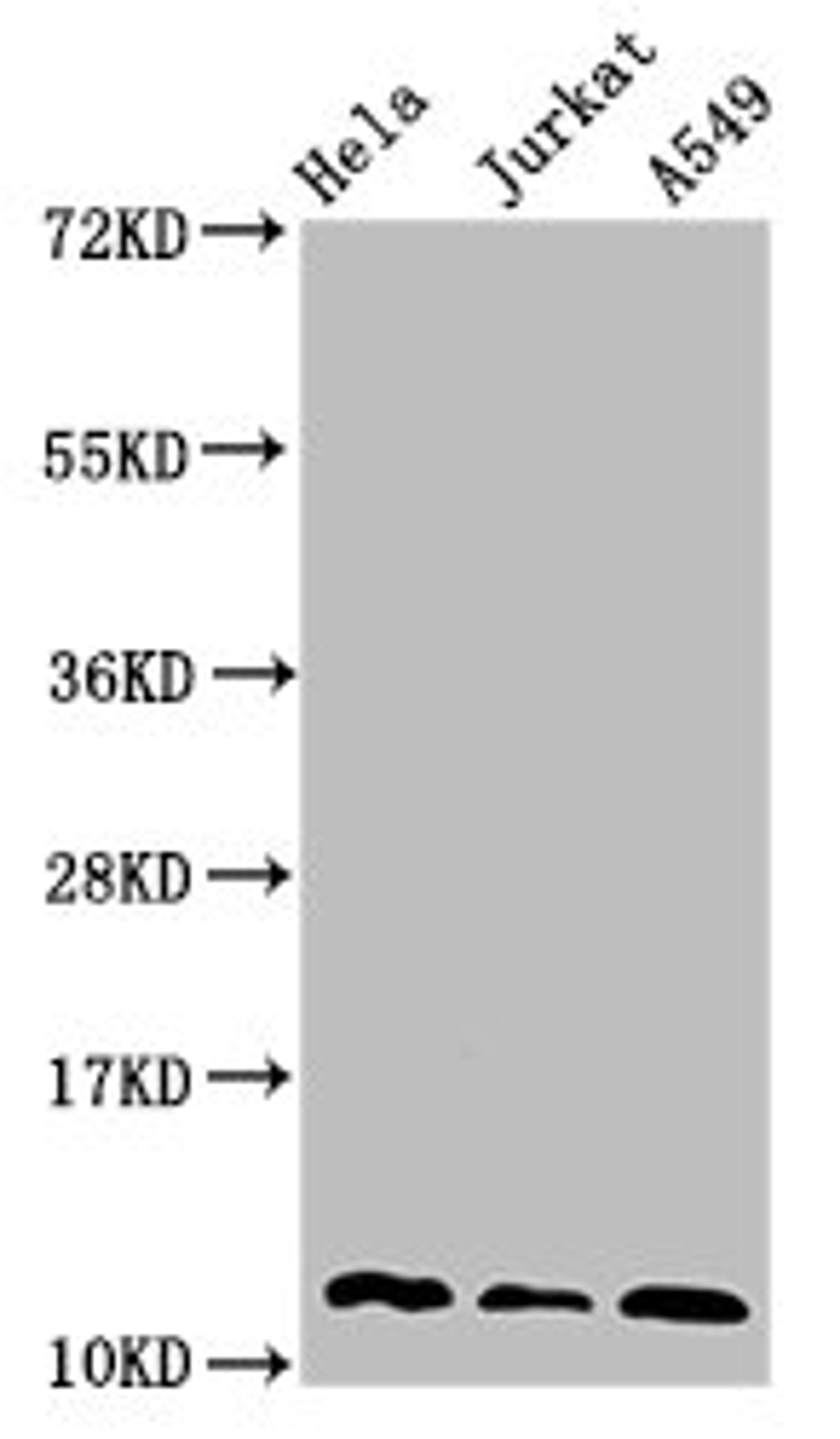 Western Blot. Positive WB detected in: Hela whole cell lysate, Jurkat whole cell lysate, A549 whole cell lysate. All lanes: TXN antibody at 3µg/ml. Secondary. Goat polyclonal to rabbit IgG at 1/50000 dilution. Predicted band size: 12, 10 kDa. Observed band size: 12 kDa