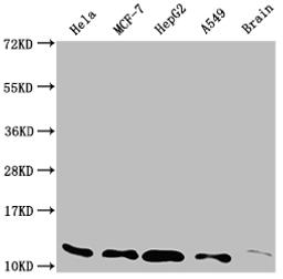 Western Blot. Positive WB detected in: Hela whole cell lysate, MCF-7 whole cell lysate, HepG2 whole cell lysate, A549 whole cell lysate, Rat brain tissue. All lanes: TXN antibody at 1:2000. Secondary. Goat polyclonal to rabbit IgG at 1/50000 dilution. Predicted band size: 10, 12 kDa. Observed band size: 12 kDa. 