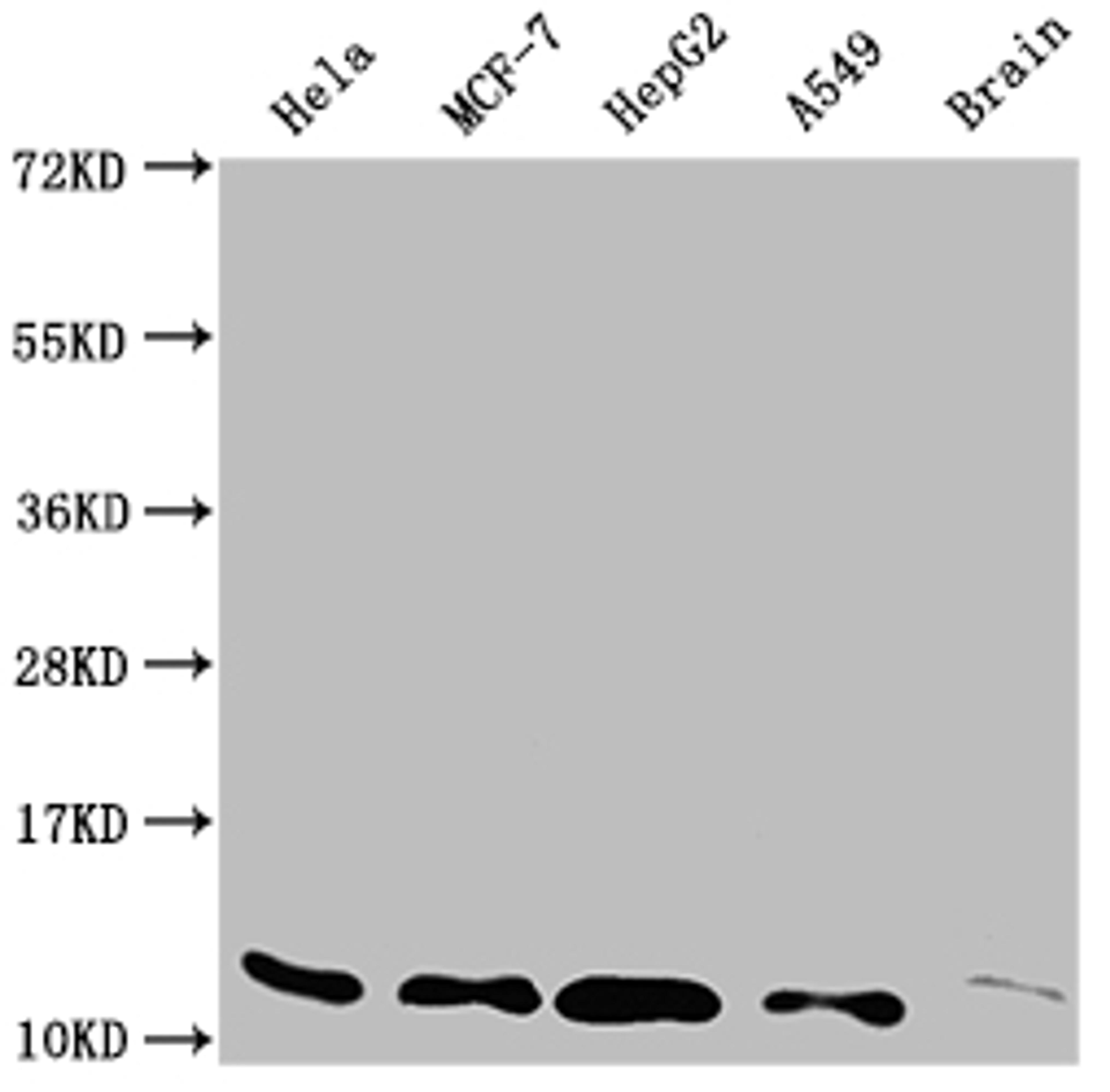 Western Blot. Positive WB detected in: Hela whole cell lysate, MCF-7 whole cell lysate, HepG2 whole cell lysate, A549 whole cell lysate, Rat brain tissue. All lanes: TXN antibody at 1:2000. Secondary. Goat polyclonal to rabbit IgG at 1/50000 dilution. Predicted band size: 10, 12 kDa. Observed band size: 12 kDa.