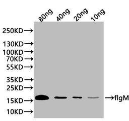 Western Blot. Positive WB detected in: recombinant protein. All lanes:flgM Antibody at 1:1000. Secondary. Goat polyclonal to rabbit IgG at 1/20000 dilution. Predicted band size: 17 kDa. Observed band size: 17 kDa. 