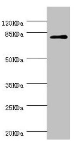 Western blot. All lanes: DPP3 antibody at 1.39µg/ml + MCF-7 whole cell lysate. Secondary. Goat polyclonal to rabbit IgG at 1/10000 dilution. Predicted band size: 83, 36, 70, 80 kDa. Observed band size: 83 kDa