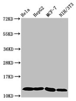 Western Blot. Positive WB detected in: Hela whole cell lysate, HepG2 whole cell lysate, MCF-7 whole cell lysate, NIH/3T3 whole cell lysate. All lanes: HIST1H4A antibody at 0.6µg/ml. Secondary. Goat polyclonal to rabbit IgG at 1/50000 dilution. Predicted band size: 12 kDa. Observed band size: 12 kDa
