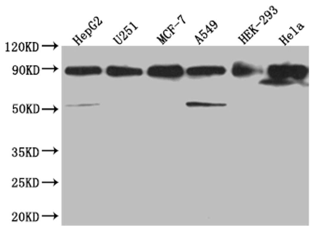 Western Blot. Positive WB detected in: HepG2 whole cell lysate, U251 whole cell lysate, MCF-7 whole cell lysate, A549 whole cell lysate, HEK293 whole cell lysate, Hela whole cell lysate. All lanes: HSP90AB1 antibody at 1:2000. Secondary. Goat polyclonal to rabbit IgG at 1/50000 dilution. Predicted band size: 84 kDa. Observed band size: 80-90 kDa. 