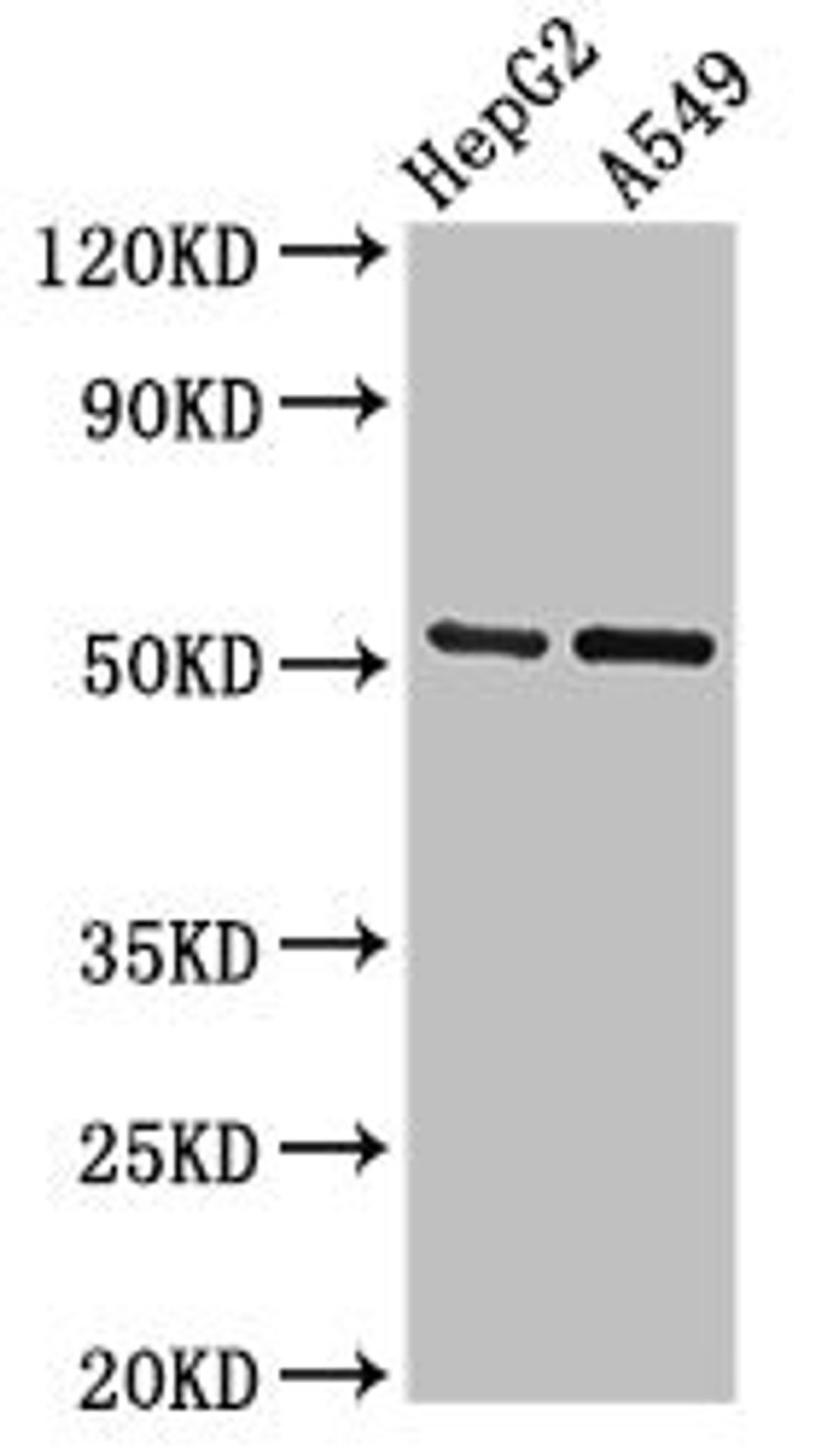 Western Blot. Positive WB detected in: HepG2 whole cell lysate, A549 whole cell lysate. All lanes: GLRA1 antibody at 2.7ug/ml. Secondary. Goat polyclonal to rabbit IgG at 1/50000 dilution. Predicted band size: 53, 52 kDa. Observed band size: 53 kDa. 