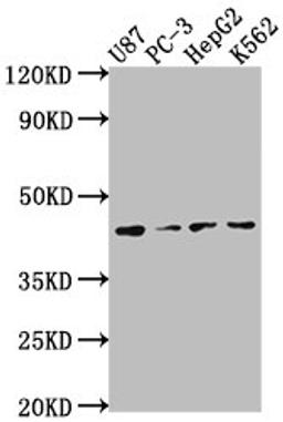 Western Blot. Positive WB detected in: U87 whole cell lysate, PC-3 whole cell lysate, HepG2 whole cell lysate, K562 whole cell lysate. All lanes: OPCML antibody at 1:2000. Secondary. Goat polyclonal to rabbit IgG at 1/50000 dilution. Predicted band size: 39, 38, 34 kDa. Observed band size: 39 kDa. 