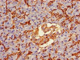 Immunohistochemistry of paraffin-embedded human pancreatic tissue using CSB-PA16087A0Rb at dilution of 1:100