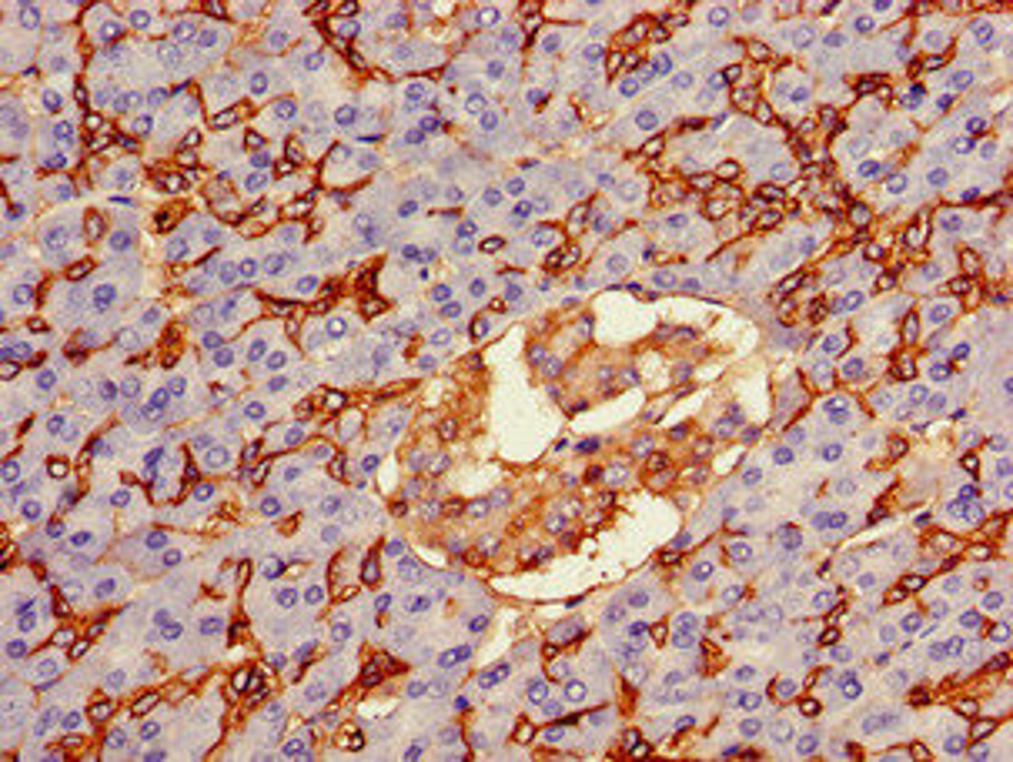 Immunohistochemistry of paraffin-embedded human pancreatic tissue using CSB-PA16087A0Rb at dilution of 1:100
