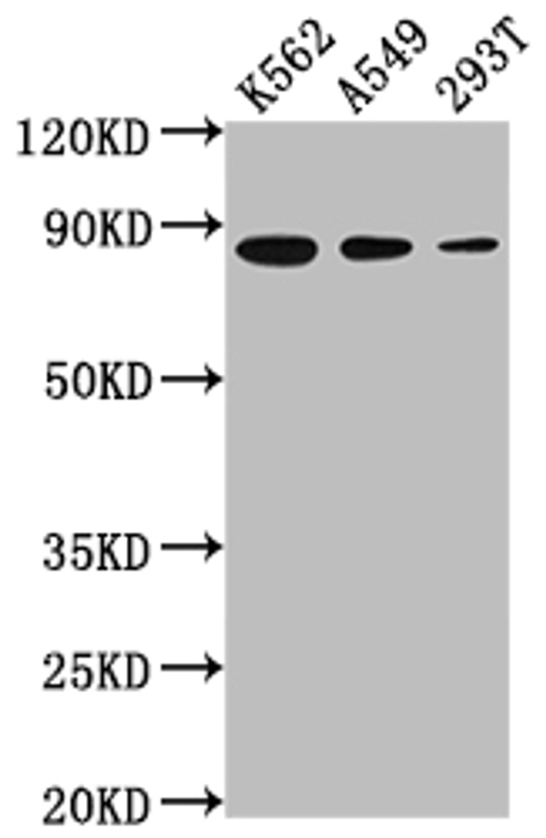 Western Blot. Positive WB detected in: K562 whole cell lysate, A549 whole cell lysate, 293T whole cell lysate. All lanes: XRCC5 antibody at 1:2000. Secondary. Goat polyclonal to rabbit IgG at 1/50000 dilution. Predicted band size: 83 kDa. Observed band size: 83 kDa. 