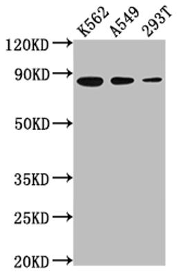 Western Blot. Positive WB detected in: K562 whole cell lysate, A549 whole cell lysate, 293T whole cell lysate. All lanes: XRCC5 antibody at 1:2000. Secondary. Goat polyclonal to rabbit IgG at 1/50000 dilution. Predicted band size: 83 kDa. Observed band size: 83 kDa.