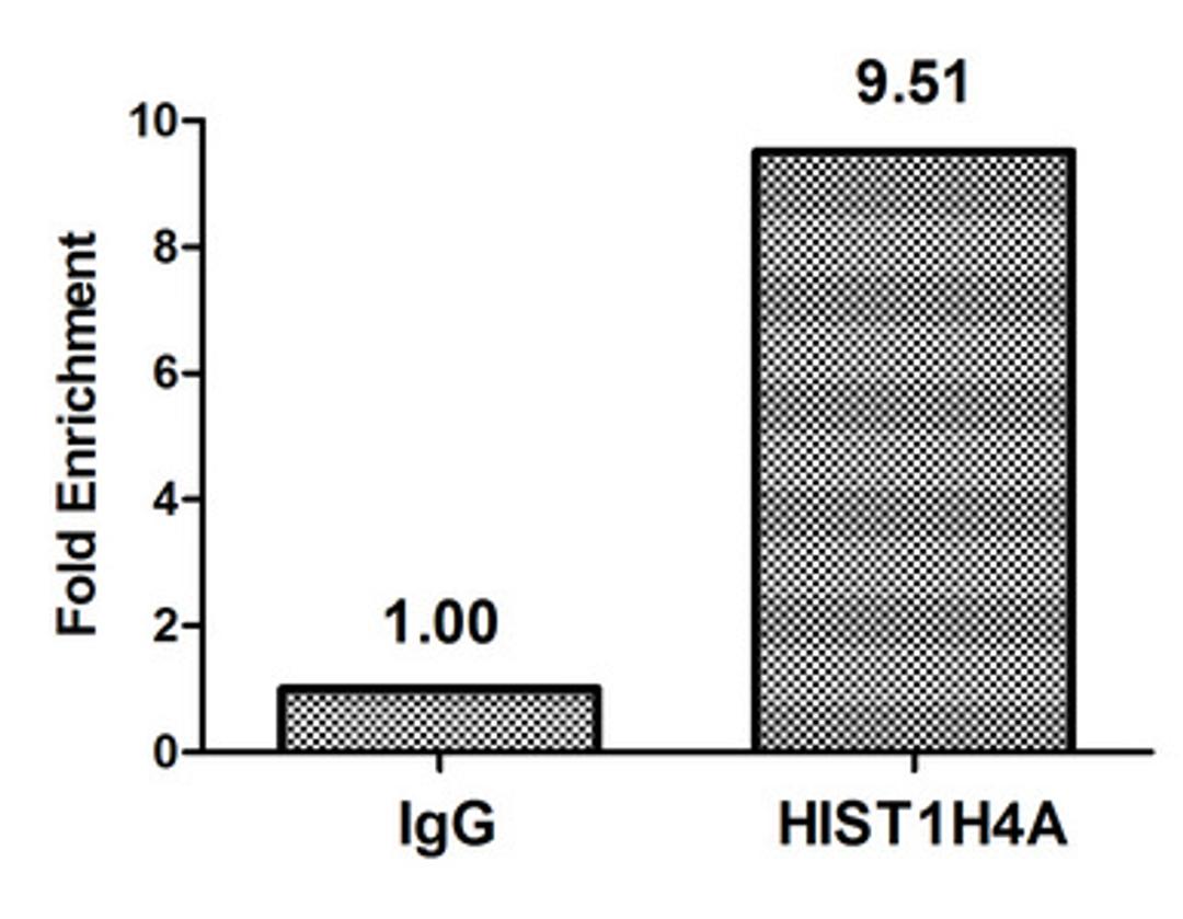 Chromatin Immunoprecipitation Hela (4*10<sup>6</sup>) were treated with Micrococcal Nuclease, sonicated, and immunoprecipitated with 8µg anti-HIST1H4A (CSB-PA010429PA05acHU) or a control normal rabbit IgG. The resulting ChIP DNA was quantified using real-time PCR with primers against the β-Globin promoter.