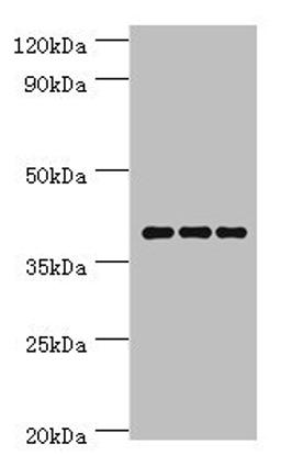 Western blot. All lanes: Paired box protein Pax-4 antibody at 6ug/ml. Lane 1: Hela whole cell lysate. Lane 2: K562 whole cell lysate. Lane 3: Mouse pancreatic. Secondary. Goat polyclonal to rabbit IgG at 1/10000 dilution. Predicted band size: 38, 30 kDa. Observed band size: 38 kDa. 