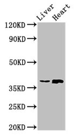 Western Blot. Positive WB detected in: Rat liver tissue, Rat heart tissue. All lanes: ACMSD antibody at 4ug/ml. Secondary. Goat polyclonal to rabbit IgG at 1/50000 dilution. Predicted band size: 39, 32 kDa. Observed band size: 39 kDa. 