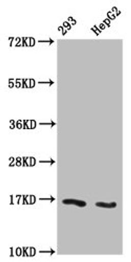 Western Blot. Positive WB detected in: 293 whole cell lysate, HepG2 whole cell lysate (treated with 30mM sodium butyrate for 4h). All lanes: HIST1H3A antibody at 1.2µg/ml. Secondary. Goat polyclonal to rabbit IgG at 1/50000 dilution. Predicted band size: 16 kDa. Observed band size: 16 kDa