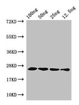 Western Blot. Positive WB detected in Recombinant protein. All lanes: hfb1 antibody at 4µg/ml. Secondary. Goat polyclonal to rabbit IgG at 1/50000 dilution. predicted band size: 25 kDa. observed band size: 25 kDa