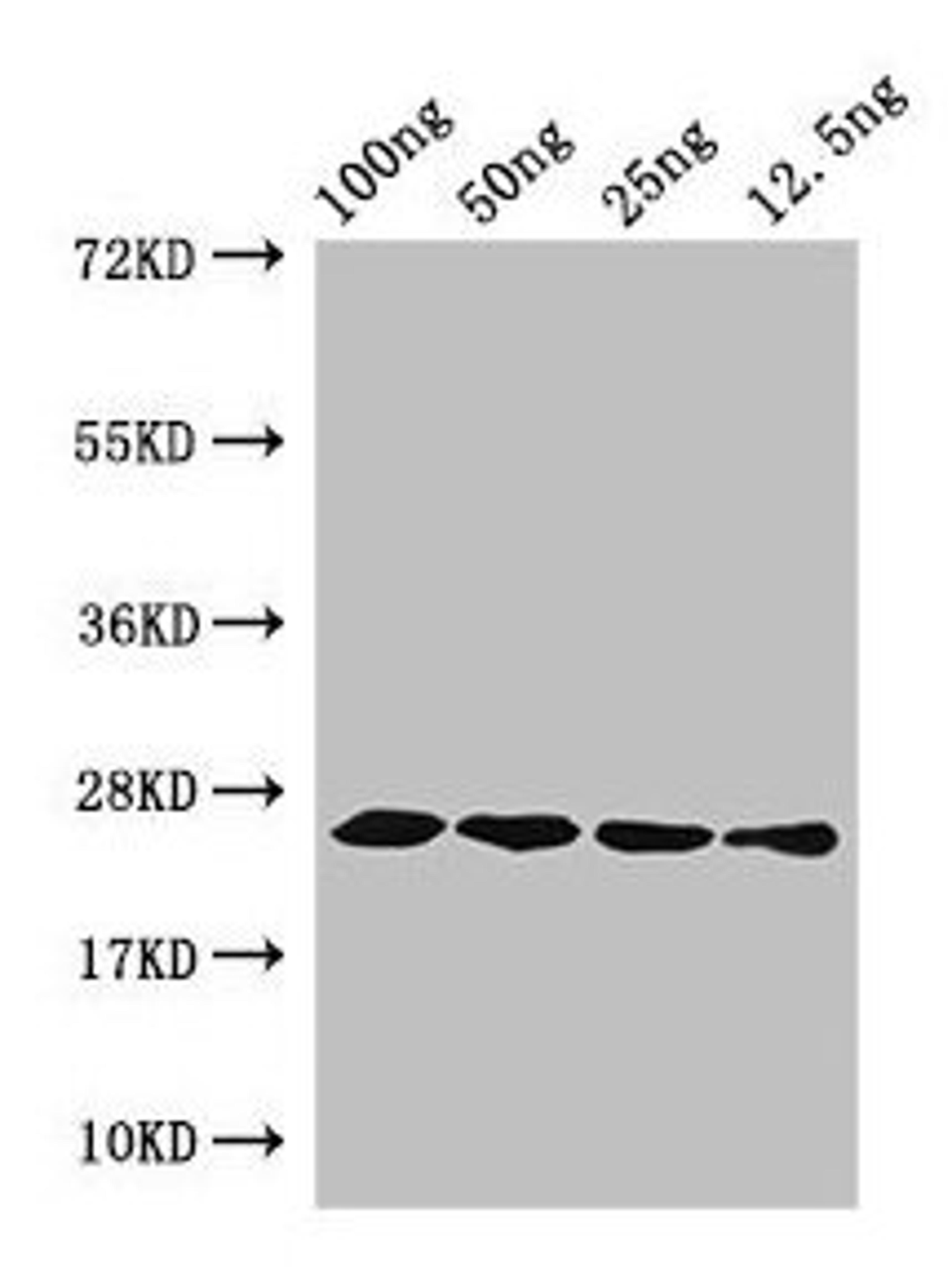 Western Blot. Positive WB detected in Recombinant protein. All lanes: hfb1 antibody at 4µg/ml. Secondary. Goat polyclonal to rabbit IgG at 1/50000 dilution. predicted band size: 25 kDa. observed band size: 25 kDa