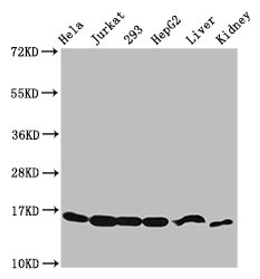 Western Blot. Positive WB detected in: Hela whole cell lysate, Jurkat whole cell lysate, 293 whole cell lysate, HepG2 whole cell lysate, Mouse liver tissue, Mouse kidney tissue. All lanes: HIST1H3A antibody at 2.48µg/ml. Secondary. Goat polyclonal to rabbit IgG at 1/50000 dilution. Predicted band size: 16 kDa. Observed band size: 16 kDa