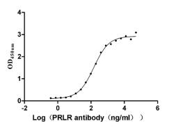 The Binding Activity of Human PRLR with Anti-PRLR recombinant antibody. Activity: Measured by its binding ability in a functional ELISA. Immobilized Human PRLR (CSB-MP018727HU1d7) at 2 μg/mL can bind Anti-PRLR recombinant antibody, the EC<sub>50</sub> is 126.8-171.9 ng/mL.