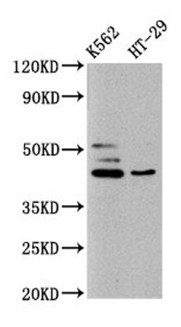 Western Blot. Positive WB detected in: K562 whole cell lysate, HT29 whole cell lysate. All lanes: B3GNT6 antibody at 10µg/ml. Secondary. Goat polyclonal to rabbit IgG at 1/50000 dilution. Predicted band size: 43, 30 kDa. Observed band size: 43 kDa