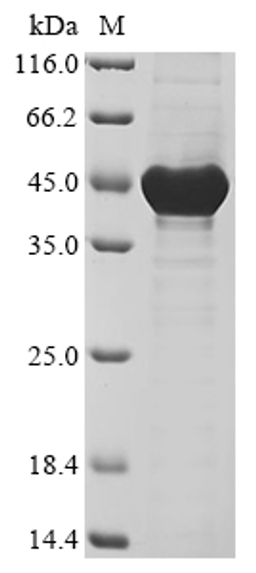 (Tris-Glycine gel) Discontinuous SDS-PAGE (reduced) with 5% enrichment gel and 15% separation gel.
