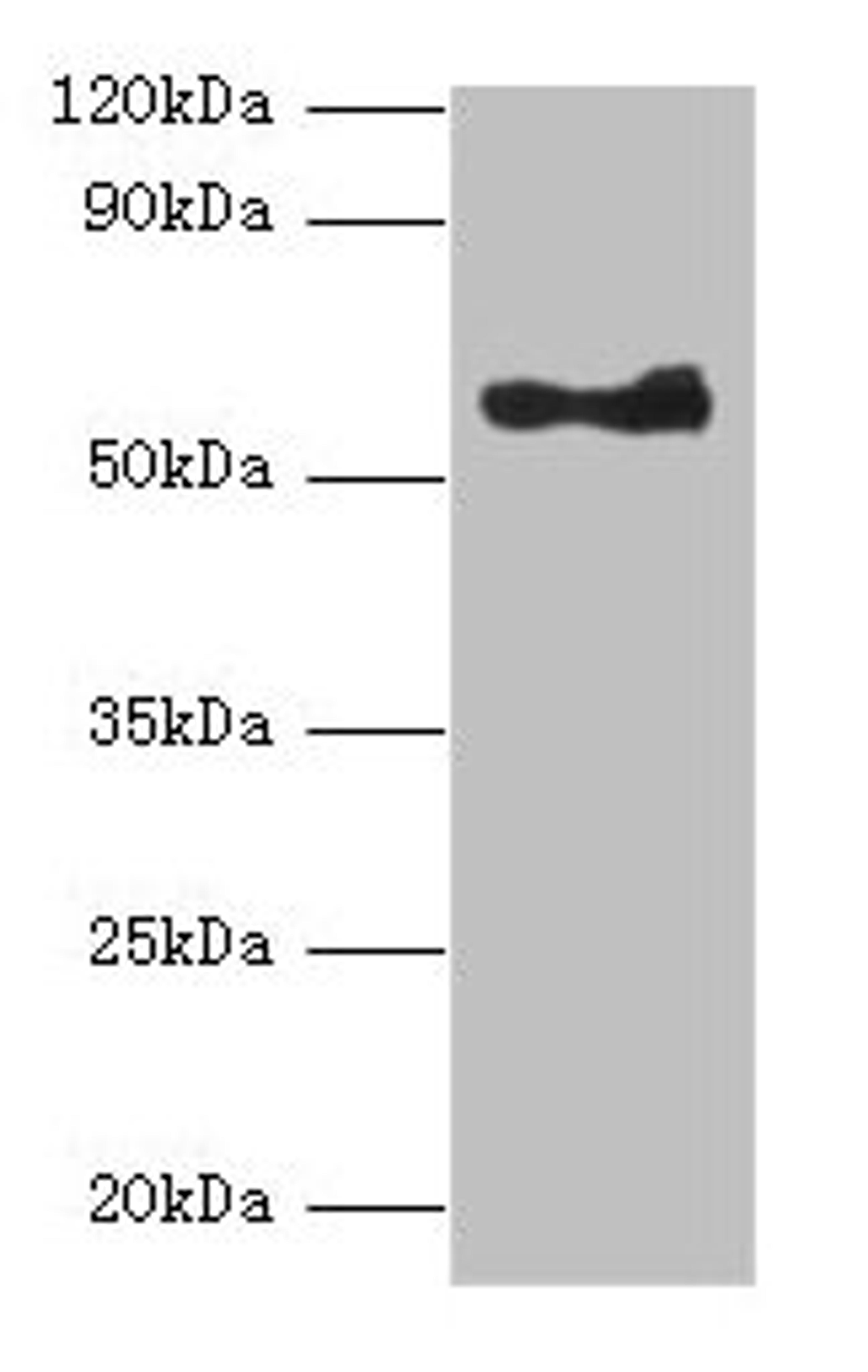 Western blot. All lanes: ANGPT1 antibody at 2µg/ml + A549 whole cell lysate. Secondary. Goat polyclonal to rabbit lgG at 1/10000 dilution. Predicted bands size: 58 kDa. Observed bands size: 58 kDa